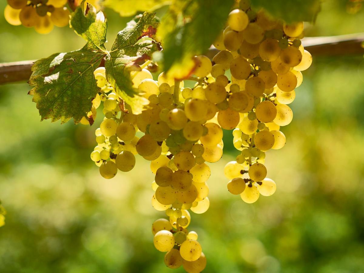 Отель Kabaj Wine & Dine Доброво Экстерьер фото